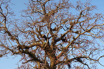 Bombax Ceiba, Cotton Tree, tree, shimul, red silk-cotton, red cotton tree, silk-cotton, kapok, ceiba pentandra, bombacaceae, bhimgadh