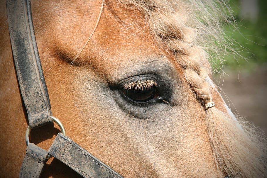 肖像画、 馬、 動物、 馬の頭、 哺乳類、 動物の世界、 目、 茶色の馬、 茶色、 自然、 頭