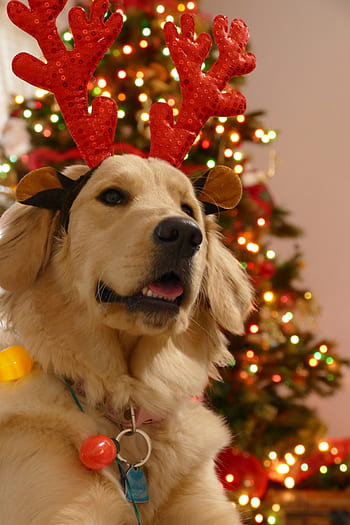 christmas, dog christmas, dog, cute, holiday, xmas, celebration, seasonal, christmas portrait