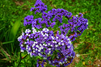 okřídlený pláž lilac, květ, limonium sinuatum, pláž lilac, limonium, rostliny s kořeny, plumbaginaceae, modrý, fialový, bílý, okrasné rostliny