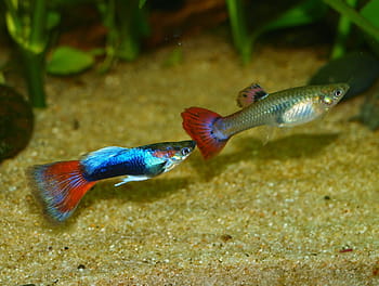 stříbrný, modrý, guppy ryby, akvárium, Ryba, zvířat, Příroda, voda, sladkovodní ryba