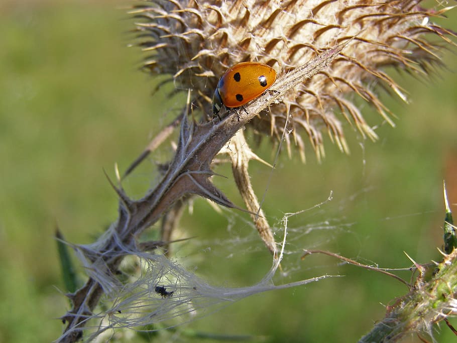 ladybug, thistle, spikes, macro, septempunctata, thistle flower, summer, meadow, nature