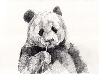 panda, jíst, skica dřevěná větev, dřevo, větev, skica, výkres, kresba tužkou, medvěd, zvíře, Černý a bílý