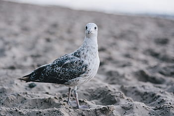 burung camar, pantai, Putih, di pantai, pasir, hewan, burung, tepi laut, alam, margasatwa, laut