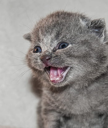 gray kitten, cat, puppy, kitten, fluffy, kitty