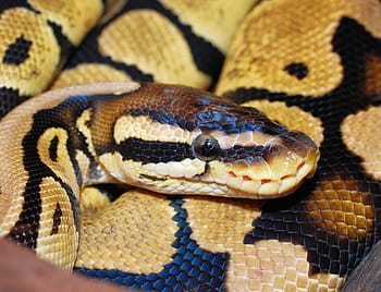 vicino, foto, avvicinamento, pitone burmese, serpente, pitone, pitone palla, animale, scala, bellezza, rettile