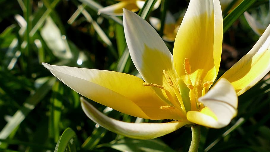 Tulip, Yellow, White, Flower, Blossom, yellow-white, flower, bloom, nature, garden, early, frühlingsanfang