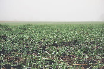 green, grass, field, foggy, nature, countryside, rural