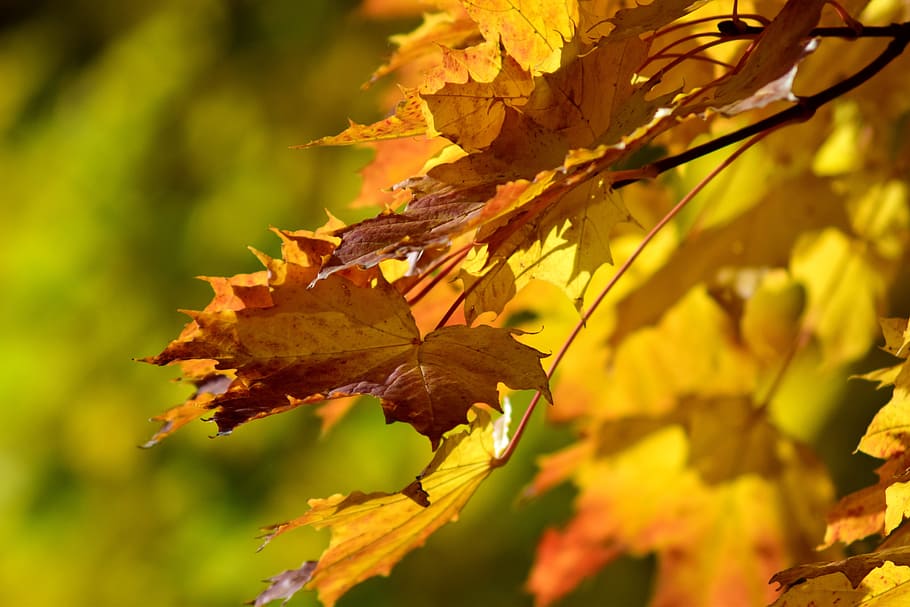 leaves, autumn, fall foliage, golden autumn, nature, forest, discoloration, background, transience, yellow, tree
