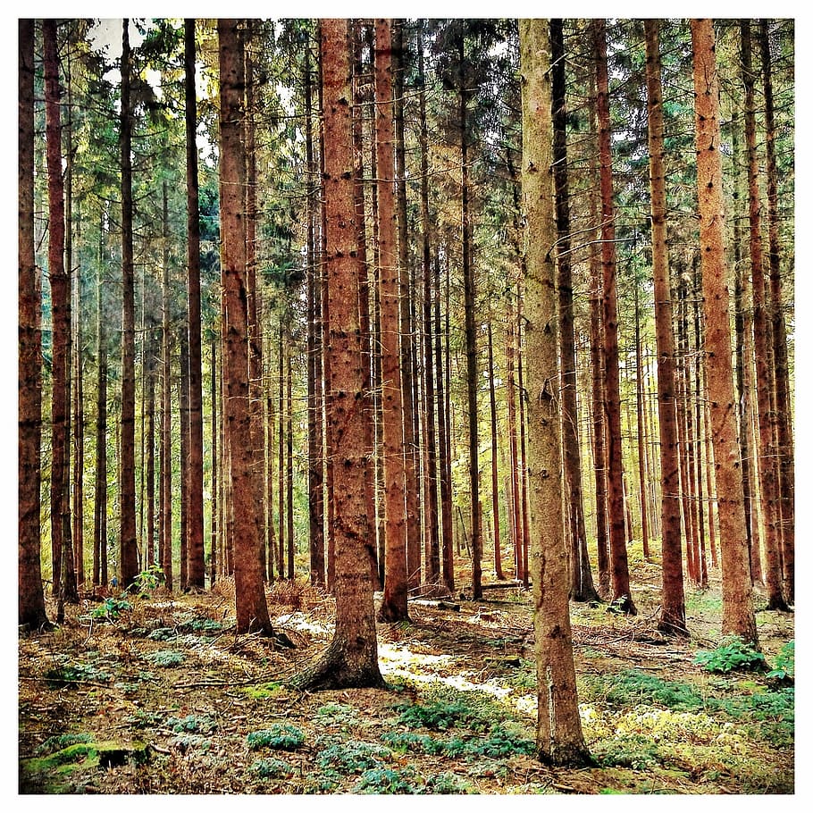 forest, meadow, plant, nature