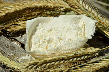 bílý, prášek, pšenice, mouka, cereálie, ječmen, špice, stonky kukuřice, základní potraviny, zavřít, jídlo