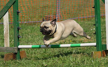 plavá pug, skákání, překážka, Pes, mopslík, výcvik, plemeno, rodokmen, domácí mazlíčci, domácí zvířata, savec