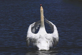 cigno, becco, bianca, occhi, uccello, acqua, fiume, lago, animale