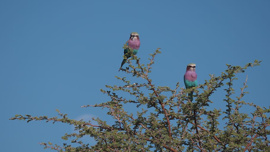 forked roller, birds, africa, colorful, botswana, safari, nationaltier, animal world