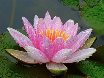 fotografia ravvicinata, fiore di loto, gocce d'acqua, stagno, loto, fiore, giglio, acquatico