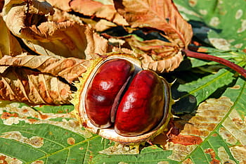 ha aperto, rosso, verde, frutta, foglia, Castagna, Buckeye, ordinario rosskastanie, comune rosskastanie, aesculus hippocastanum, frutto di castagne