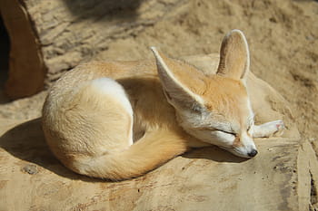 hnědý, bílý, fennec liška, log, zoo, pouštní liška, liška, roztomilý, málo, ospalý