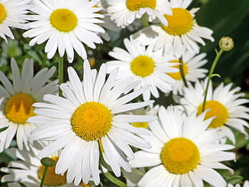 Aster, Putih, Bunga, Kelopak, Daisy, kuning, tengah, hijau, latar belakang, daun, berbunga