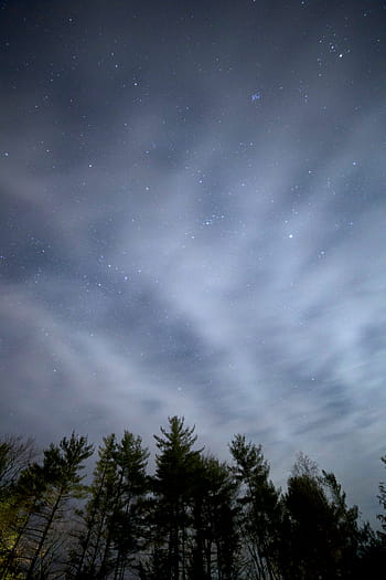niedrig, Winkel Fotografie, Grün, Laubbäume, sternenklarer Himmel, Nachtzeit, kleiner Winkel, Fotografie, grünes Blatt, Bäume, schwarz