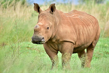 rhino, white rhino, rhinoceros, wildlife, africa, horn, protected, conservation, endangered, white, grass