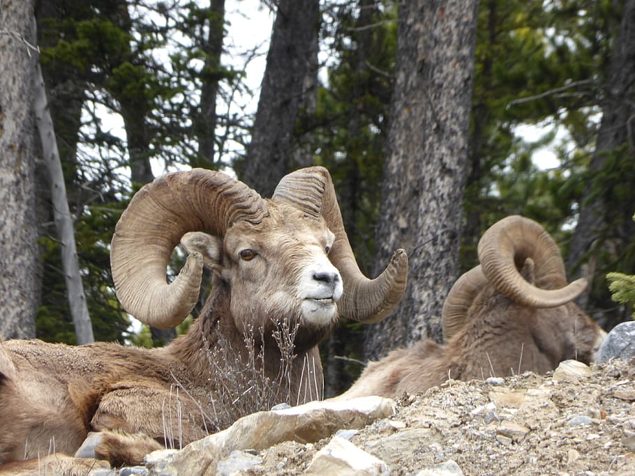 capricorn, ungulate, horn, canada, national park, alberta, rest, relax