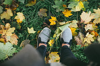 high-angle photo, person, wearing, gray, slip-on sneakers, stepping, maple, leaves, grass, taking, sneakers
