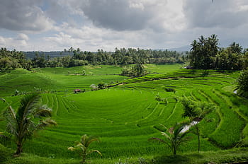 rizière, nuageux, ciel, haute, angle, vert, riz, terrasses, journée, agriculture, bali
