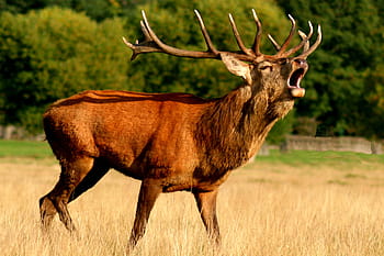 brown, moose opening, mouth, daytime, reindeer, deer, animal, antlers, buck, deer hunting, forest