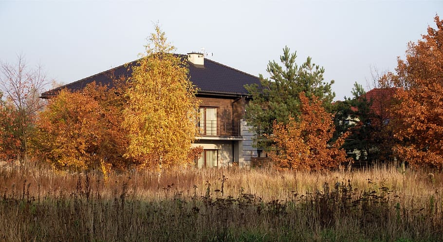 hus, Direkte, sindsro, efterår, landlige scene, natur, arkitektur og bygninger, udendørs, træ, ingen mennesker, farvebillede