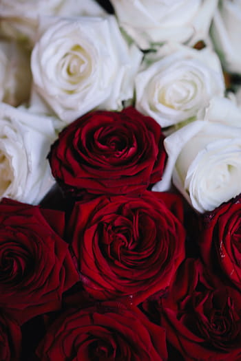 vermelho, buquê de rosas, branco, rosas vermelhas, buquê, flor, flores, rosa, rosas, flora, Polônia