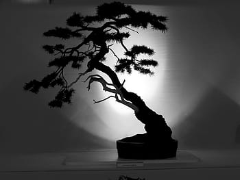 silhouette, bonsai plant, bonsai, tree, outline, japanese, art, small, garden, traditional, japan