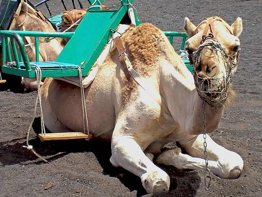 camel, animals, dromedary, nature