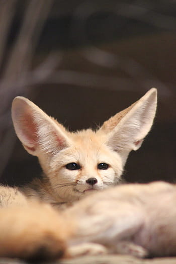 fennec liška, zoo, zvíře, pouštní liška, uši, fuchs, roztomilý