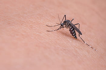 zanzara dengue, persona, pelle, zanzara, macro, insetto, animale, parassita, ventosa, sangue, infettivo