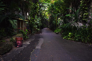 stairs, green, dark, emergence, steps, staircase, overgrown, outdoor, unknown, plant, architecture
