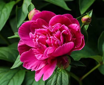 ροζ λουλούδι, ροζ παιωνία, άνθος, φουξία, paeonia, paeoniaceae, αιωνόβιος, ανοιξιάτικο λουλούδι, φύση, φυτό, πέταλο