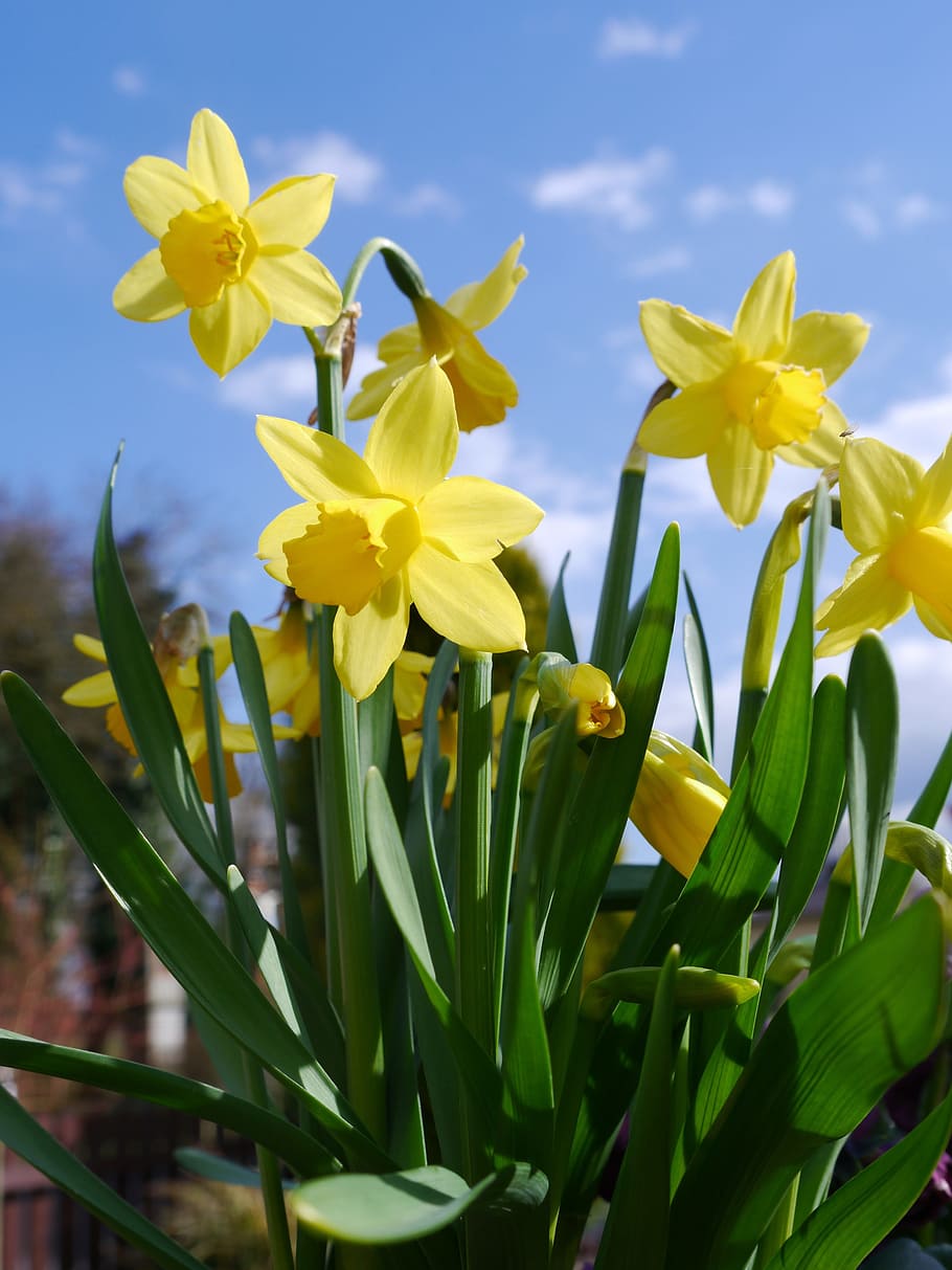 Daffodils, Yellow, Flower, osterglocken, garden spring, easter, yellow daffodils, close-up, daffodil, springtime, nature