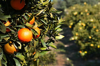 oranžový, ovoce, zelená, listy, strom, citrus, jídlo, Španělsko, andalucia, citrusové ovoce, Příroda