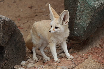 fennec fox, Desert Fox, Animal, Cute, animal themes, one animal, day, animal wildlife, mammal