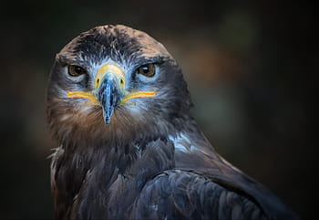 gray, eagle, portrait, bird, nature, wild, predator, closeup, beak, majesty, animal