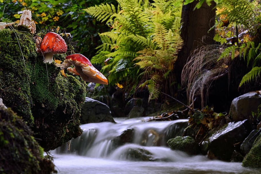 časosběrné fotografie, proud, vysoký, stromy, kapradiny, houbičkovej, krajina, amanita muscaria amanita muscaria, jedovaté houby, nikdo, strom