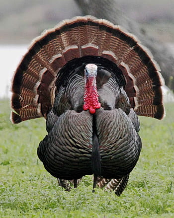 gray, brown, turkey, wild turkey, male, bird, close up, portrait, gobbler, thanksgiving, wildlife