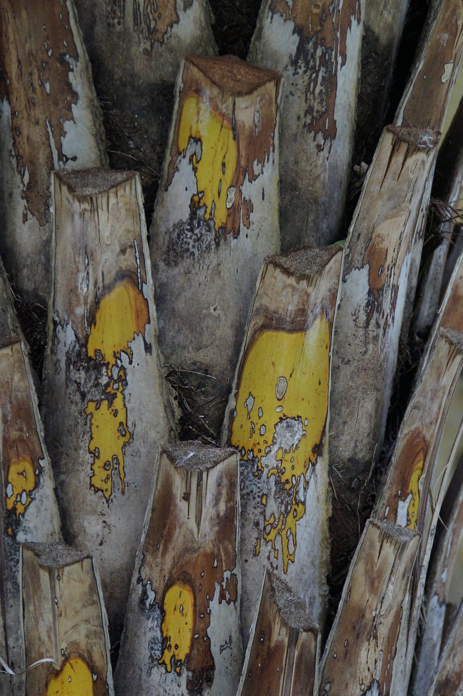 log, dlaň, kořen palmy, kmen, rostlina, struktura, textura, Pozadí, vzor, dřevnatý, dřevo