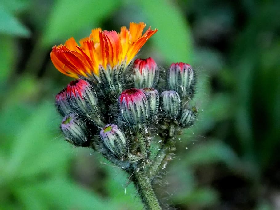 hawkweed, composites, Hawkweed, Composites, red orange hawkweed, blossom, bloom, orange, wild flower, flower, flowers, plant