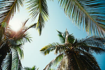 palm trees, palm leaves, sunny, sun, sunlight, vacation, relaxing, sky, nature, outside, outdoors
