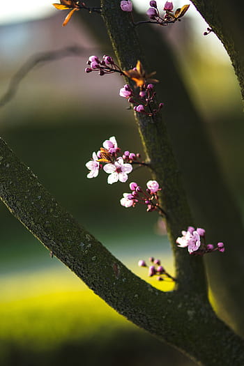 ピンクの春の花、 ピンク、 春の花、 花、 植物、 青空、 開花、 春、 小枝、 枝、 自然