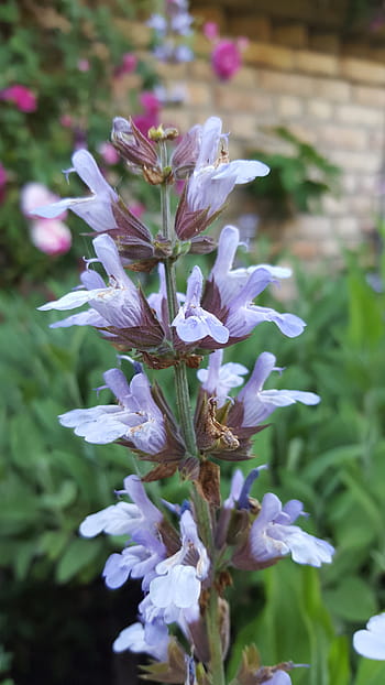 Sage, Salvia, Blossom, Bloom, Shrub, blue, purple, kitchen herb, spice, kitchen, garden