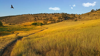 green, grass field, mountain photography, Pineridge, Natural Area, Hawk, Flight, pineridge natural area, dom, sky, fly
