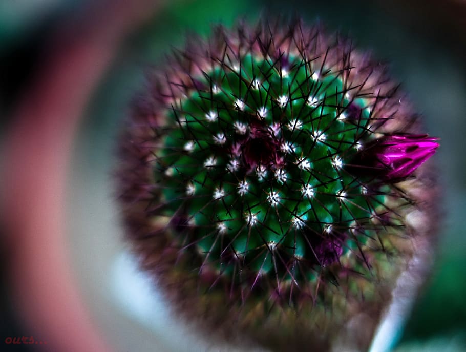 life, green, purple flower, cactus, nature, plant, flora, botanical, vibrant colors, desert plant, floral photography