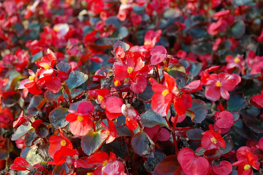 얼음 베고니아, 꽃, 빨간, 플로라, semperflorens 베고니아 스, 베고니아 semperflorens cultorum, 베고니아 semperflorens 잡종, 신의 눈, 베고니아 잎 식물, 베고니아과, ocimum 베고니아